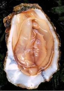 Fresh (Live and in Shell) Oysters £2.79 @ Lidl