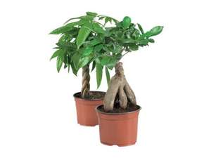 Bonsai or Money Plant £3.99 at LIDL From 11th June