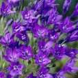 200 various flower bulbs for £5.94 delivered @ J Parkers RRP £21.94