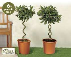 Bay Trees £19.99 @ Aldi (from this Thursday)