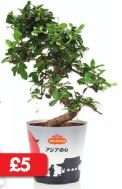 Bonsai - Carmona, Ficus, Ginseng or Pachira - £5 (15cm pot) £3.99 (9cm pot) - Money Plant £3.99 - Lucky Bamboo £2.69 LIDL - 19th & 23rd May
