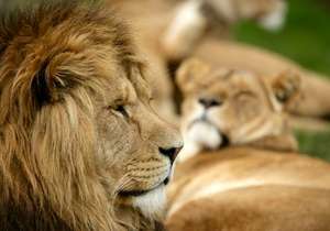 Dads Go FREE weekend Saturday 18th & Sunday 19th June 2016 @ Longleat (with voucher or code)