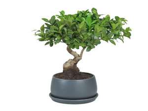 Bonsai Tree in Ceramic Pot £9.99 @ Lidl