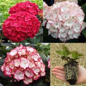 3 Mixed 'Lost label' Hydrangeas in 7cm pots for £5.65 delivered from Park Promotions
