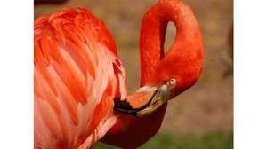 Half Term FlamingoLand Family Pass Half Price £58 @ HallamFM
