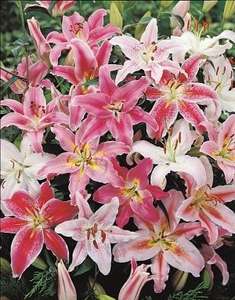 Oriental Lily Mixed x 60  £10.95  Free P&P  Park Promotions