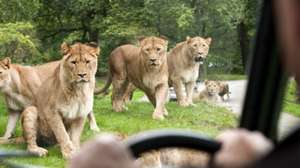 50% off family ticket deal for Knowsley Safari park £29 @ Hallam FM