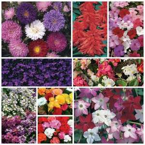 70's Lucky Dip Offer (Ready Plants) Bedding Plants Annuals - £7.99 + Free Delivery @ Saga Holidays