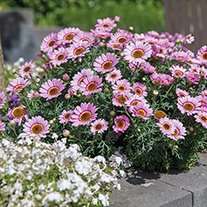 Bedding plants 50% and 70% off. @ Fothergill's (P&P £4.95 or free over £45)