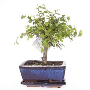 Elm Bonsai in 15cm ceramic planter - Half price at Amazon...only £12.99 Prime / £17.74 Non Prime