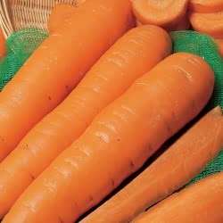 Carrot seeds 8 times amount for £2.99 delivered @ Marshalls seeds