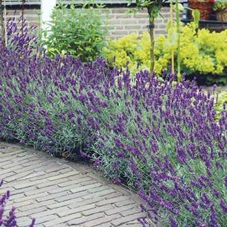 Treat the butterflies and bee's with 40 free lavender plants @ Woolmans (£5.95 P&P)