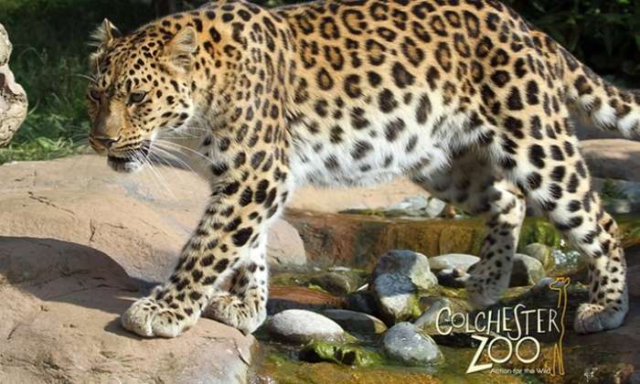 Colchester Zoo Entry Valid 4 Jul-20 Sep 2018 - £18.50 / £17.58 with code @ Groupon