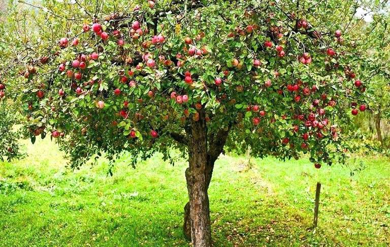 Fruit trees approx 5 feet high in B&M  £5 in store only
