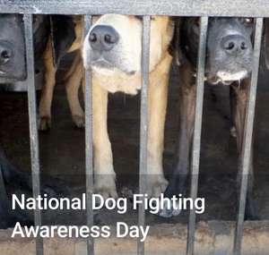 FREE to join (& report) the RSPCA's campaign to end dog fighting