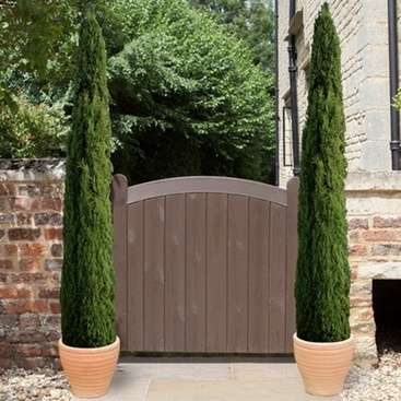 Two Italian Large Cypress Trees 120-140cm (tall) Supplied in a 14cm pot £24.97 delivered at Groupon