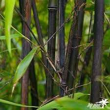 Bamboo clearance prices at Wyevale Garden Centres Woking - £20