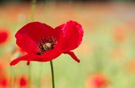Free travel on all South Western Railway Services for members of the Armed Forces, Veterans and Cadets on Remembrance Sunday (10 November)