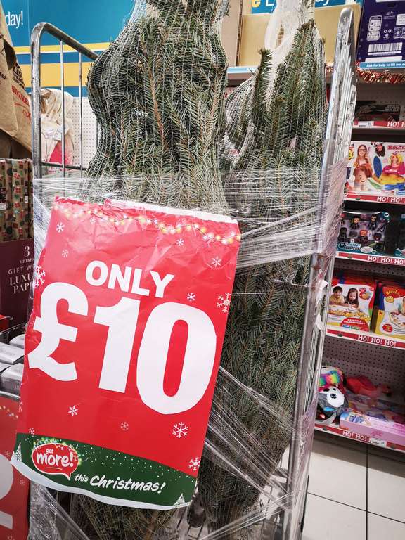 Real 6ft Christmas trees @ poundland (Macclesfield) - £10