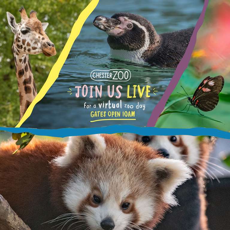 LIVE: A virtual zoo day at Chester Zoo - Friday, 27 March 2020 from 10:00-16:30 (Via Facebook)