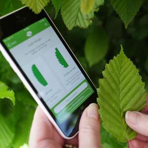 Tree Identifier App (Android/iOS) Free @ Woodland Trust