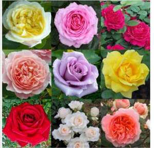 Luxury Garden Roses - Premier Collection - Pack of SIX Different Bush Roses £22.79 + £5.99 delivery @ Gardening Express