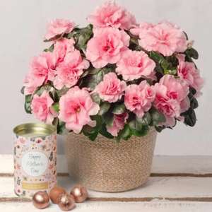 Mothers Day pink Azalea plant & 100g chocolate truffles £19.50 delivered (Friday- extra for Sun delivery) @ Bunches