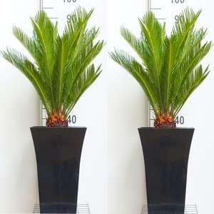 Pair of King Sago Palm Trees - Cycad - Cycas revoluta 50-60 cms with Flared Black Planters £65.94 delivered @ Gardening Express