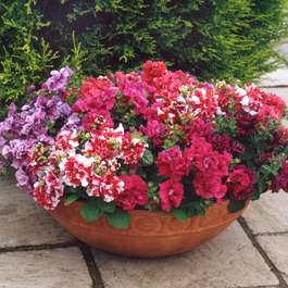 Buy one get one free on 24 x Petunia Bolero Double Flowering large plants (48 plants in total) for £20.44 delivered @ Gardening Direct