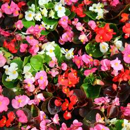 Buy one get one half price on 24 x Begonia Sahara large plants (48 plants in total) for £28.18 delivered @ Gardening Direct