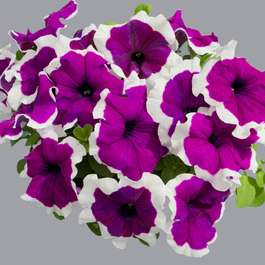 24 x large plants Petunia Capri Hardy Violet Picotee for £16.49 delivered @ Gardening Direct