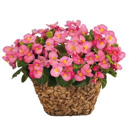 12 x Mega Plants Begonia Sprint Plus Green Leaf Pink for £14.39 delivered @ Gardening Direct