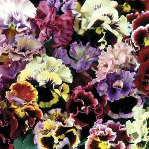 Pansy Can Can - 70 Plug Plants - £13.70 Delivered or 140 For £22.45 Delivered / 24 Large Plants £15.79 Delivered @ Gardening Direct
