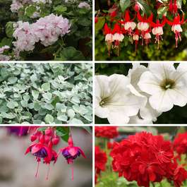 Planter & Patio Summer Mix Collection 12 large plants (geraniums, fuchsias, petunias & helichrysums) for £14.24 delivered @ Gardening Direct