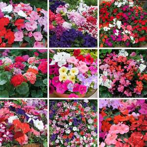 72 lucky dip plug plants £8.99 postage free with code (UK Mainland) @ Suttons Seeds