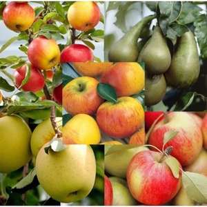 Grow Your Own Fruit Trees Orchard Starter Bundle 5x fruit trees - apple and pear £18.98 delivered @ Gardening Express