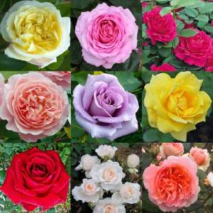 Luxury Garden Roses - Premier Collection - Pack of SIX Assorted Bush Roses for £12.95 + £5.99 @ Gardening Express