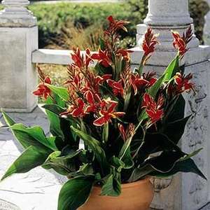 FREE Canna Plant with code just pay P&P of £6.99 @ Mail Shop