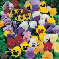 Special Weekend Plant Sale - Up to 50% Off @ Fothergill's Plants - Eg Pansy Mr F's Winter Flowering Mixed F1 Plants for £19.99 Delivered