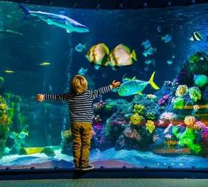 Sea Life Tickets Half Price - from £8 Child (Multiple Locations) via Planet Offers