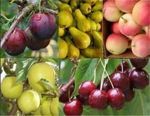 Pre-Order: Grow your own Fruit Trees Offer - Five Different Trees - £29.99 (+£6.99 Delivery) @ Gardening Express