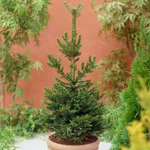 Free mini Christmas Tree from Vodafone VeryMe - just pay £6.99 P&P Only 1000 available @ YouGarden