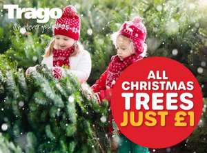Real Christmas Trees £1 - Nordmann Firs and Norwegian Spruces up to 7ft @ Trago Mills instore