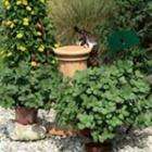 Coleus Canina - Scaredy Cat Plants (natural cat repellent plants) - less than half price - £4.95 for 5 @ Dobies