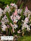 25 Pink star hyacinth bulbs 63p, "Shadbush" tree18p @ CJWildlife Sale