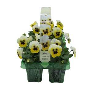 All pack and pot bedding buy one get one free e.g Viola mix 10 pack Spring Bedding Plants Instore only
