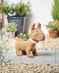 French Bulldog Planter with Viola flowers