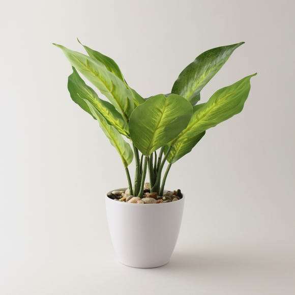 Artificial Dieffenbachia Plant in White Pot 34cm Now just £6.40 with Free Click and collect @ Dunelm