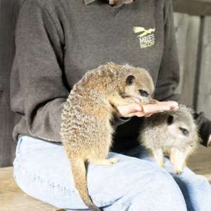 Meet & Feed Meerkats Experience for TWO People + All-day access Falconry Centre - Millets Wildside £28.80 with code @ Virgin Experience days