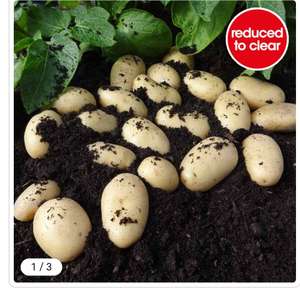 Wilko Seed Potatoes reduced to 10p to 15p with Free Collection @ Wilko